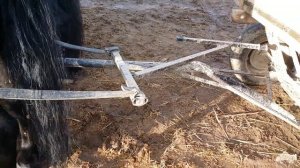 Запряжка в евроупряжь