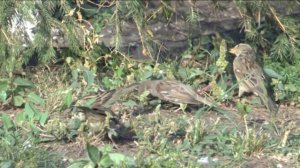 Прогулка по Новосибирску.mp4