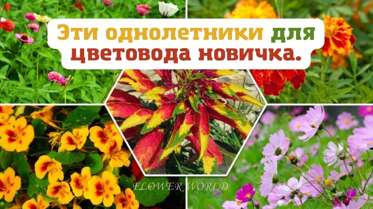 Однолетники для цветовода новичка.???