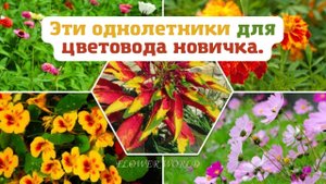 Однолетники для цветовода новичка.???