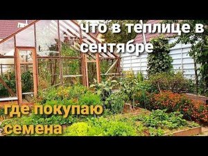 Холодина.Что осталось в теплице.СЕМЕНА можно купить НЕДОРОГО.ТОМАТЫ ,ПЕРЦЫ -ГИГАНТЫ
