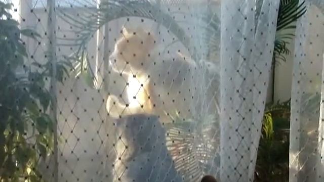 Ромео и Джульетта по-кошачьи. смотреть онлайн