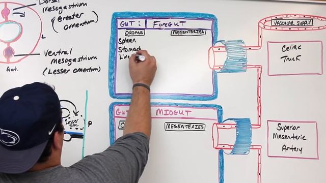 Gastrointestinal | Development & Embryology of the GI Tract: Part 2 смотреть онлайн