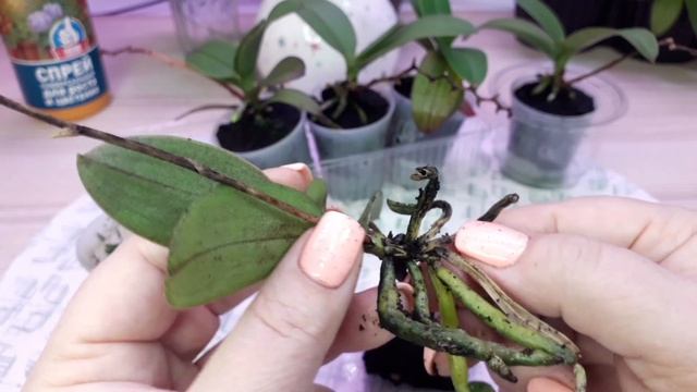 01.11.21 Миниорхидеи братство Sogo Gotris peloric обработка перед посадкой,ч.1 смотреть онлайн