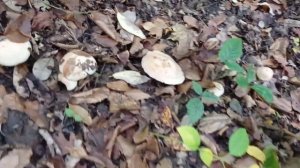 ПОСЁЛОК ПСЕБАЙ, КРАСНОДАРСКИЙ КРАЙ. ОКТЯБРЬ 2021 Г. НАШЛИ ГРИБНИЦУ!