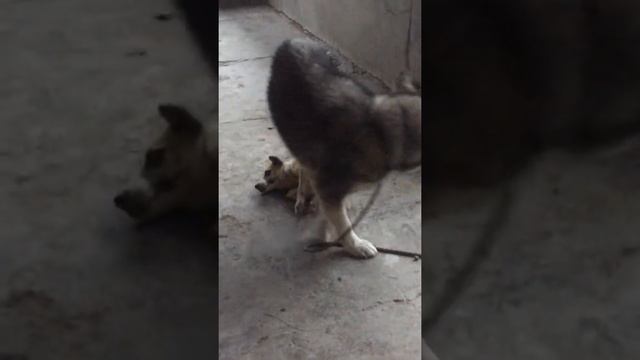 Beast the Alaskan Malamute