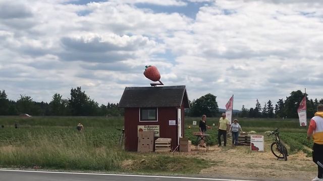 ВСЕХ ПРИГЛАШАЕМ НА КЛУБНИЧНОЕ ПОЛЕ???.  Поздравляем с ТРОИЦЕЙ. ☘️? смотреть онлайн