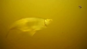 Ловля на маховую удочку в проводку на реке Пехорка, проводка в проплыв и в проволочку. Fishing