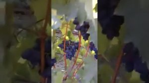 Выращиваем виноград в Сибири, Алтайский край