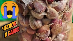 чеснок в банке практически сгнил! как сохранить чеснок для нового урожая?