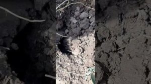 Прогулка с металлоискателем.Коп в  полях.