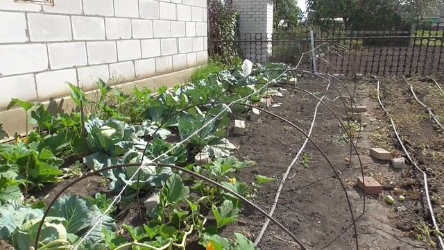 ВЫКОПАЛА картофель?? //Урожаем довольна? //ИСПЕКЛА ПИРОЖКИ??? смотреть онлайн