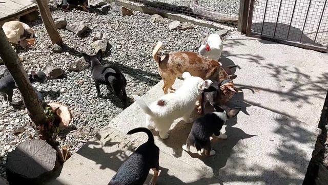 #влог КАЖДЫЙ ДЕНЬ питомник #чихуахуа Кастропуло #Крым #продажа купить+79787458062 viber WhatsApp смотреть онлайн