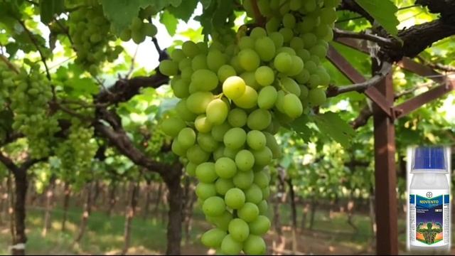 BAYER MOVENTO ENERGY INSECTICIDE | movento energy | bayer смотреть онлайн