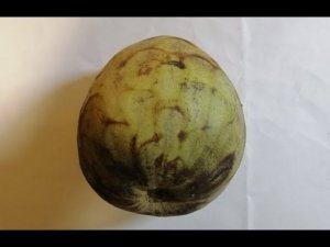 Черимойя имеет вкус мороженого, начинаем выращивать.