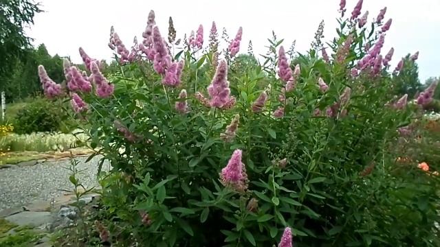 Кустарники часть 2 смотреть онлайн