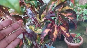Iceton Red Leaf Croton Plant Care