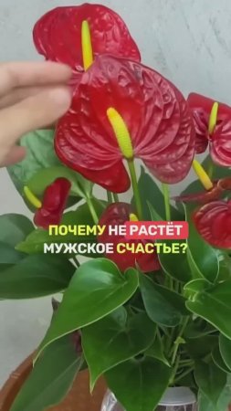 «МУЖСКОЕ СЧАСТЬЕ» справится даже начинающий