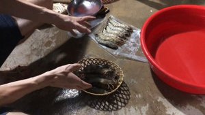 Ловля диких тигровых креветок во Вьетнаме с местными жителями