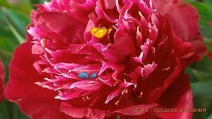 Пион травянистый Ред Спайдер (paeonia red-spayder) ? обзор: как сажать, луковицы пиона Ред Спайдер