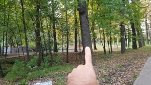 Самое старое дерево Москвы / The Oldest Tree In Moscow?