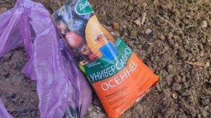 ПИОНЫ осенью! Как ухаживать и чем подкормить, чтобы ЦВЕТОВ СТАЛО БОЛЬШЕ!