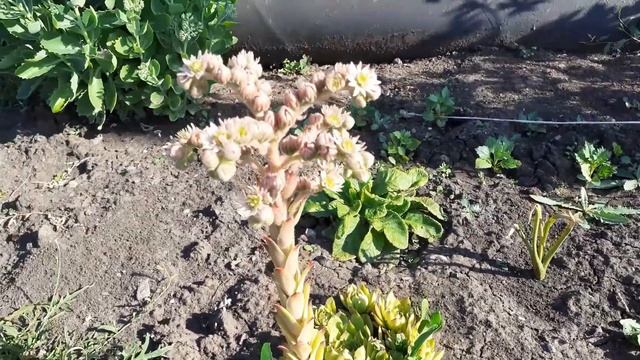 Как цветет Каменная роза смотреть онлайн