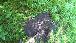 Интроник в лесу копаем сигналы..