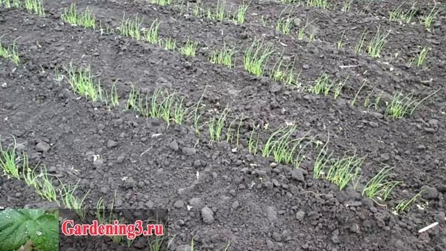 Посев семян лука чернушки Выращиваем лук репку из семян