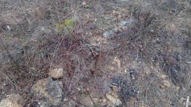 Туман#туман#собаки#дача#лес смотреть онлайн