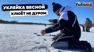 Ловля уклейки весной со льда на песчаном карьере.