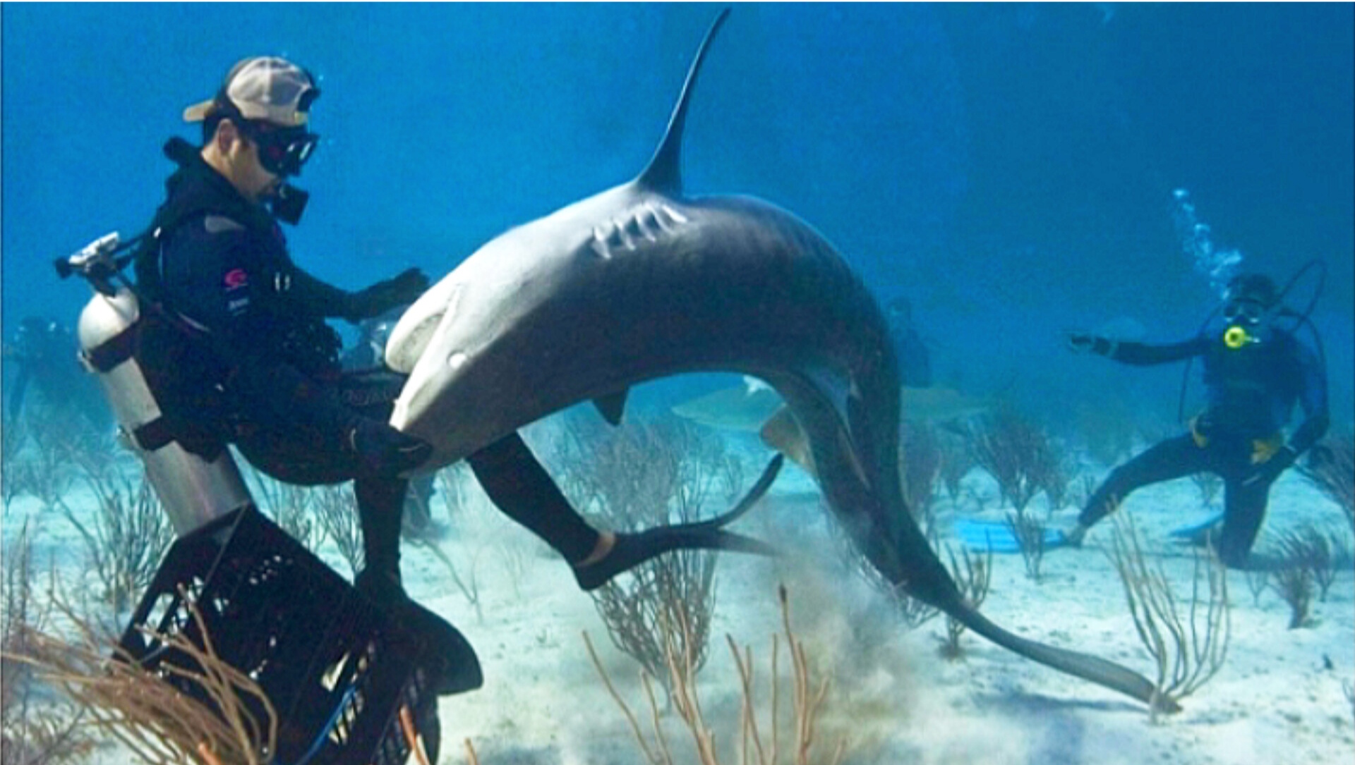 Нападение в море. Акула. Тигровая акула. Подводные хищники. Опасные водные обитатели.