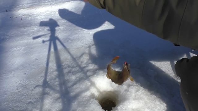 Мощные поклевки северного окуня крупным планом!!! Ямал 23 марта 2020 !!! смотреть онлайн