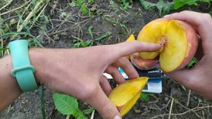Персик экстрим свит и азорит