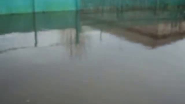 Весенний поводок в Шумановке #2