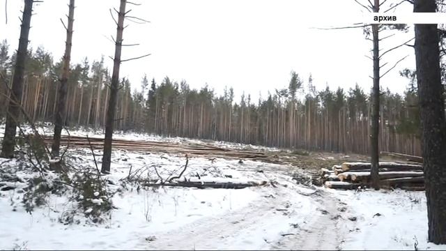 В лесах Челябинской области стартовала предновогодняя кампания смотреть онлайн
