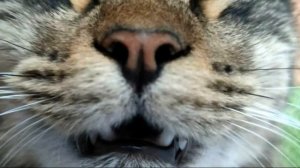 ⚠️ К чему чихает кот или кошка - значение народной приметы и что делать