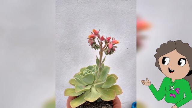 SUCULENTA Echeveria Secunda смотреть онлайн