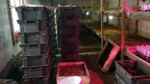 Разведение червей на продажу.Червь все терпит.