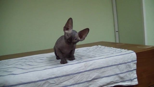 Правила разведения породистых кошек в системе PCA смотреть онлайн