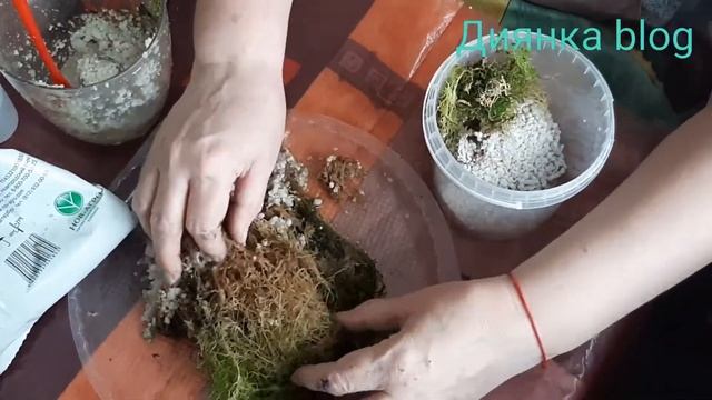 Мох сфагнум. Природный антисептик. Растёт на подоконнике. смотреть онлайн