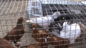 Ярмарка голубей г.Кореновск 11.06.2023г. 3часть