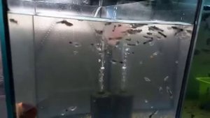 Кормление аквариумных рыбок живой культурой дафнии Моина.