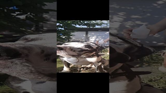 Немецкий Мраморный Дог смотреть онлайн