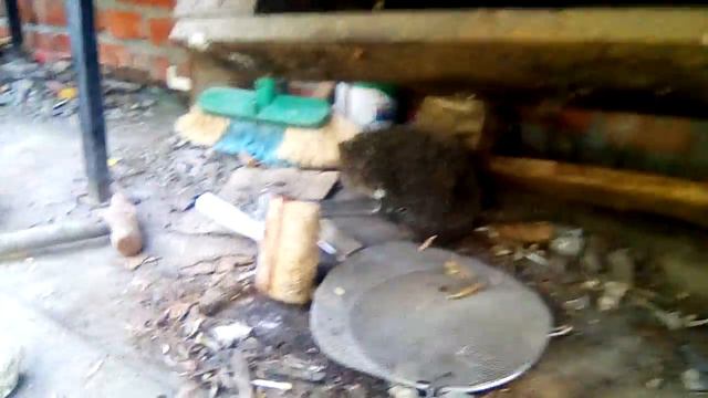 Ёжик сбежал 👍👍👍 смотреть онлайн