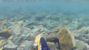 Подводная охота на Ямале.  Много хариуса  Часть 1/Spearfishing in Siberia