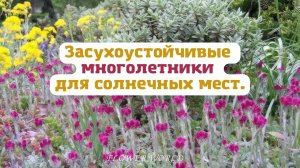 Засухоустойчивые многолетники для солнечных мест.?