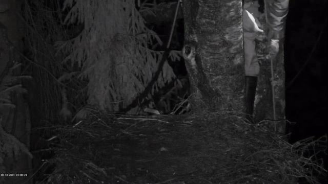 Must-toonekurg2::Ciconia nigra Urmas with frozen fish for the little storks.13.08.2021 смотреть онлайн