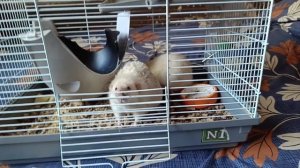 КРЫСКИ ОТДЫХАЮТ И ВОРУЮТ ВКУСНЯШКИ :)