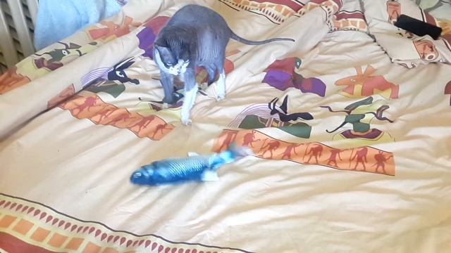 Двигающаяся рыба - игрушка для кота. Реакция кошки. смотреть онлайн